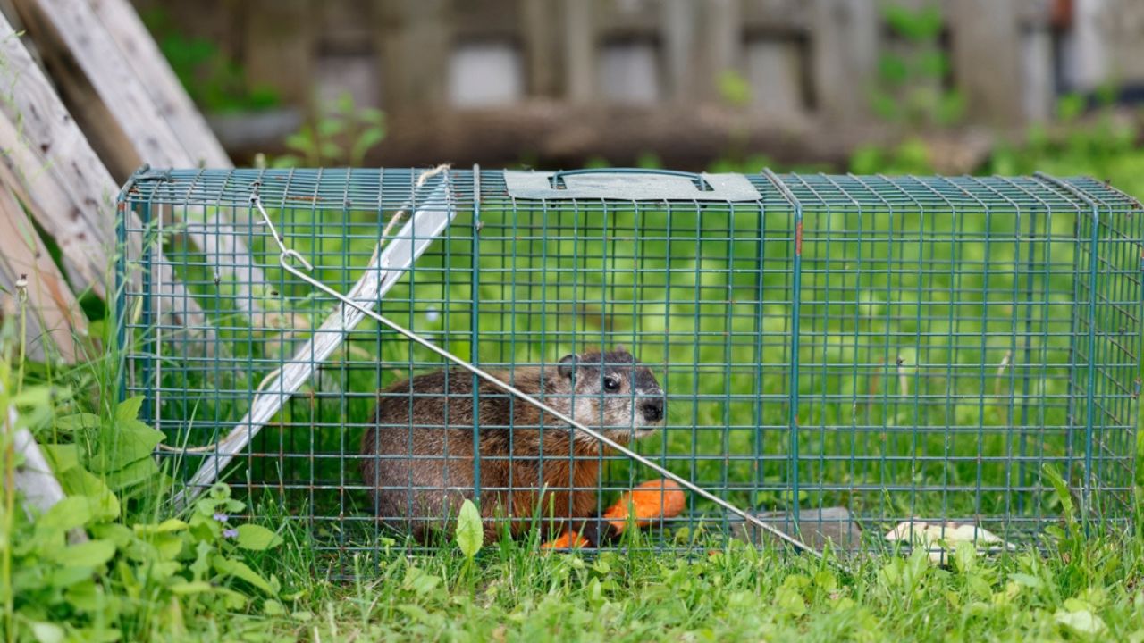 Catching a groundhog in a cage on your property