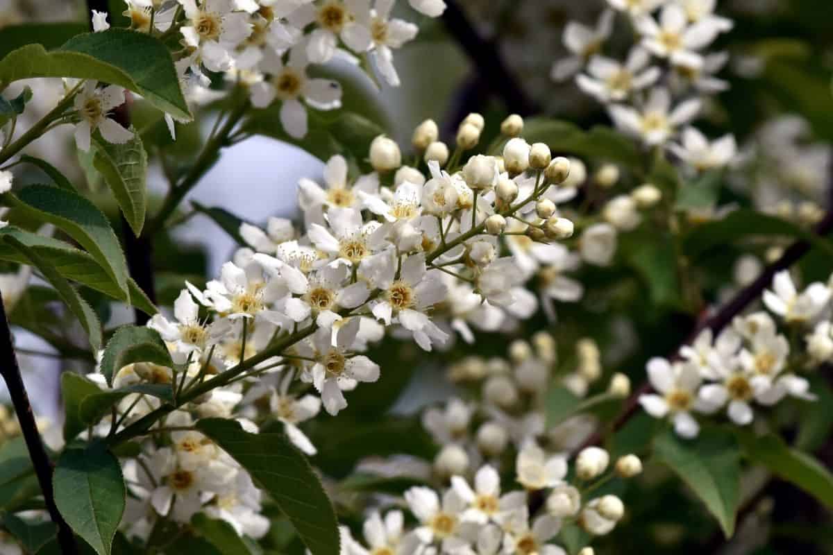 Chokecherry flowers