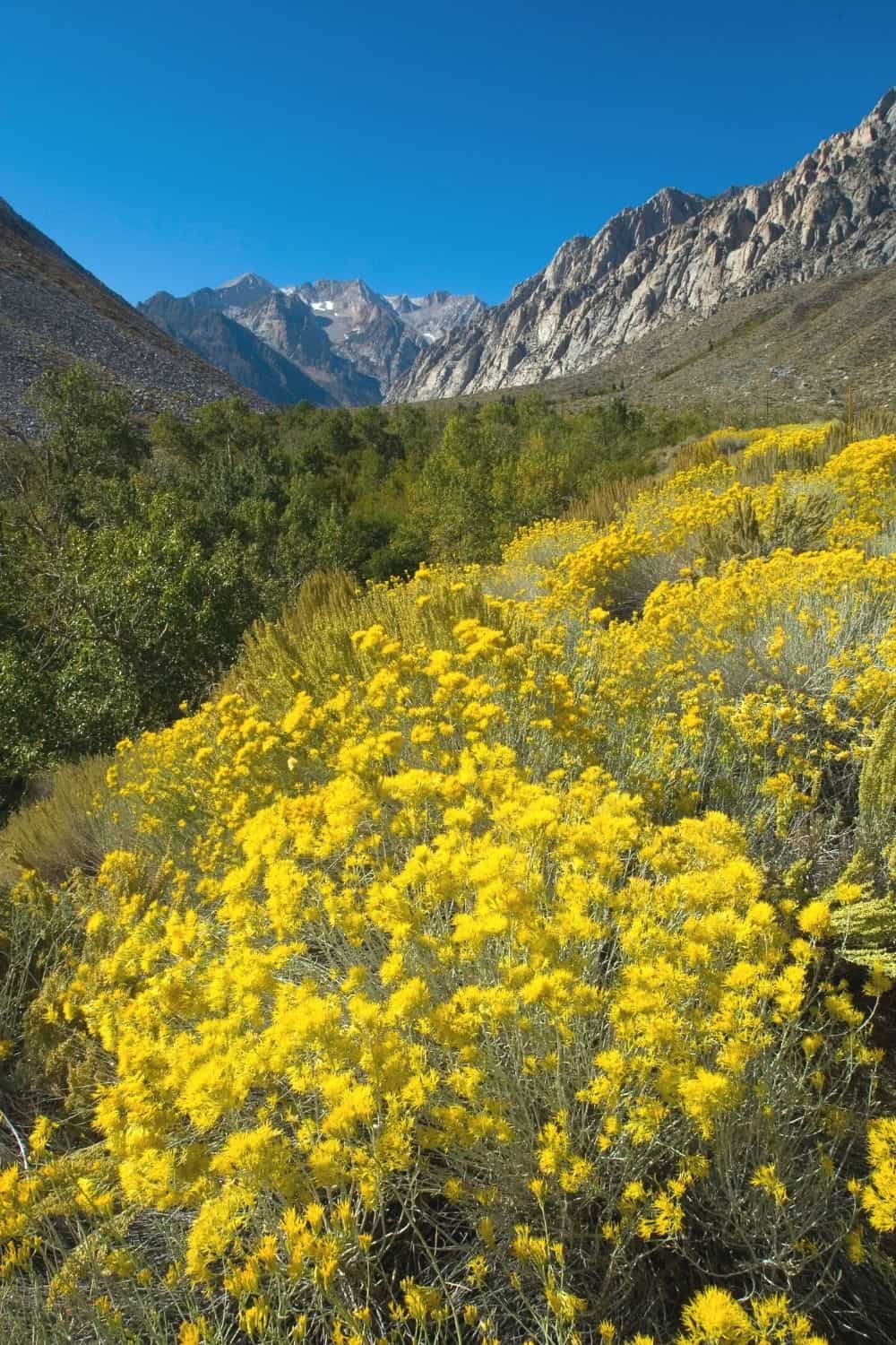 Chrysothamnus nauseosus