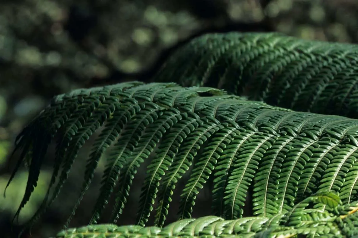 Cibotium spp. - tree fern