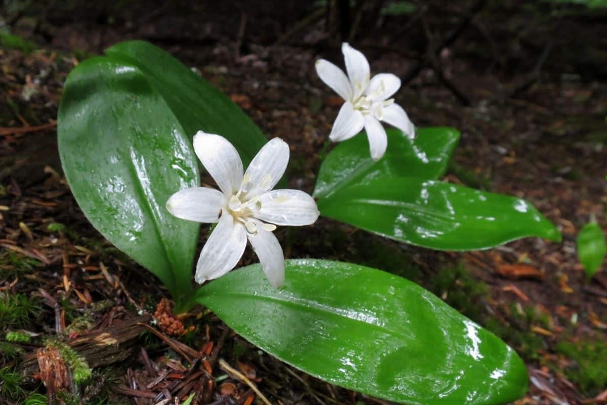 Clintonia uniflora