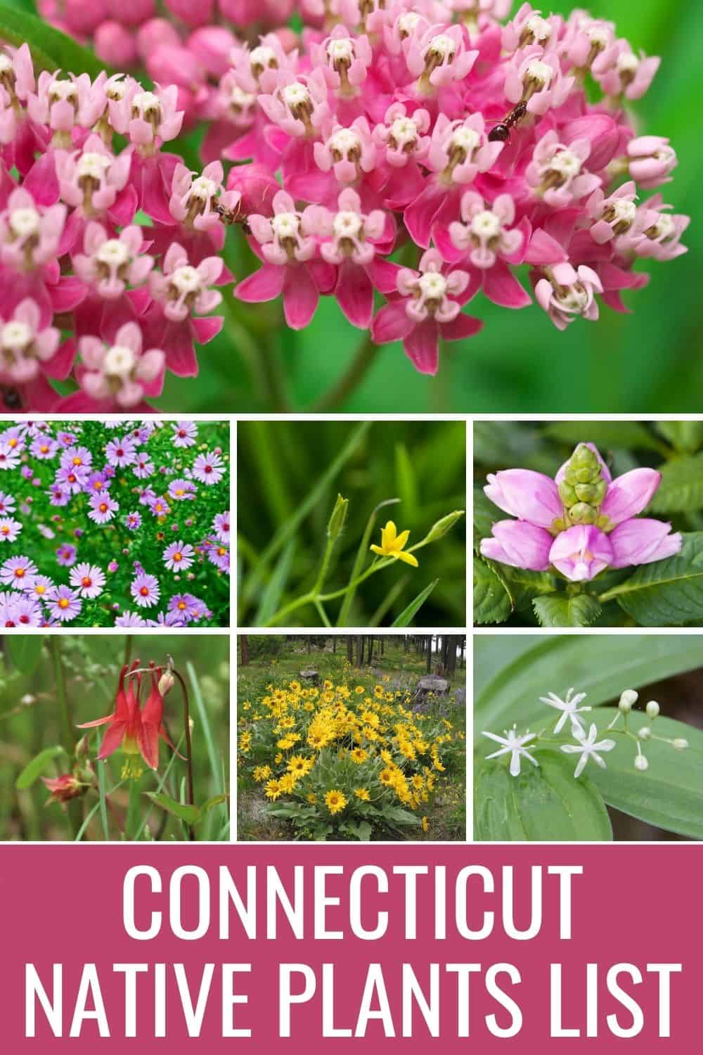 Connecticut native plants list