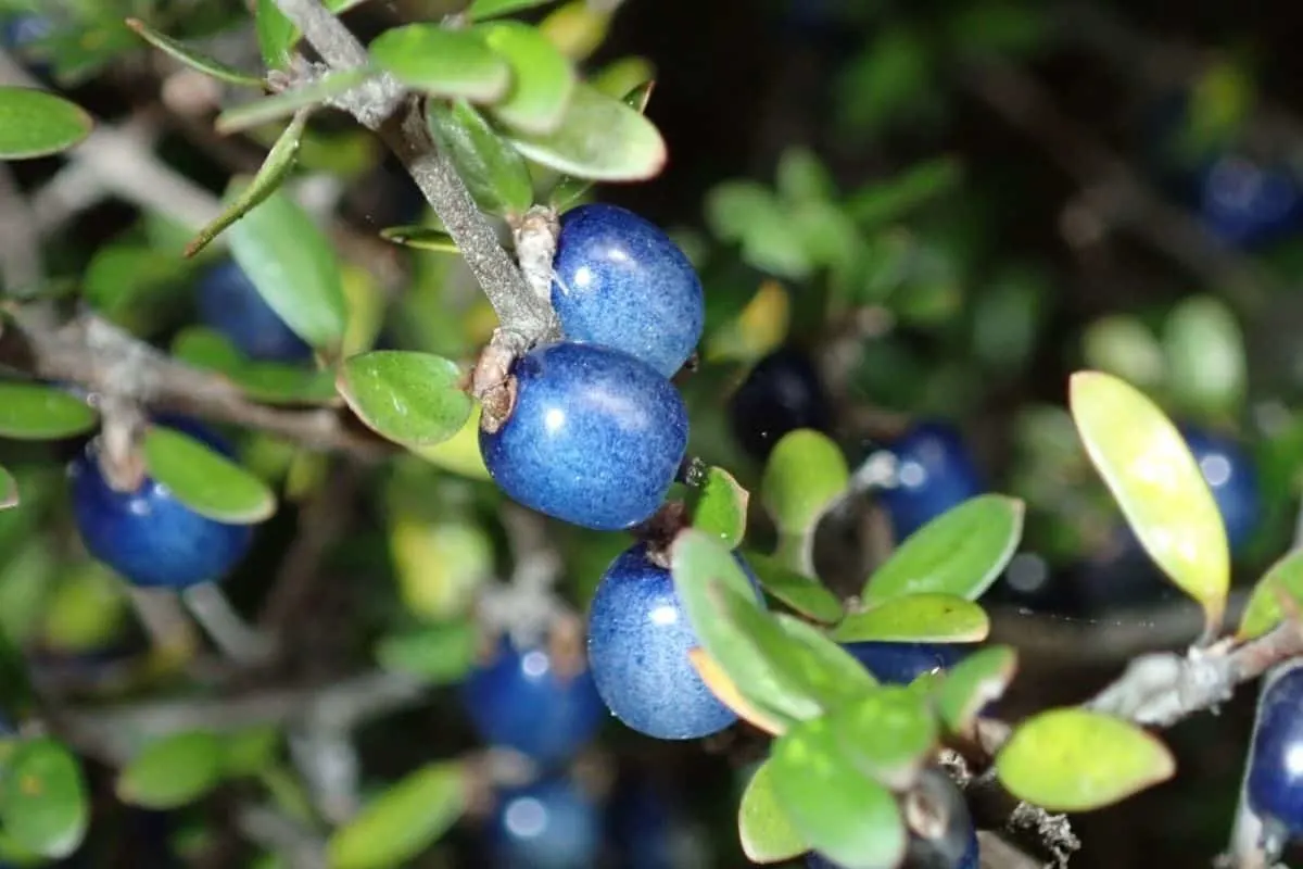 Coprosma ernodeoides