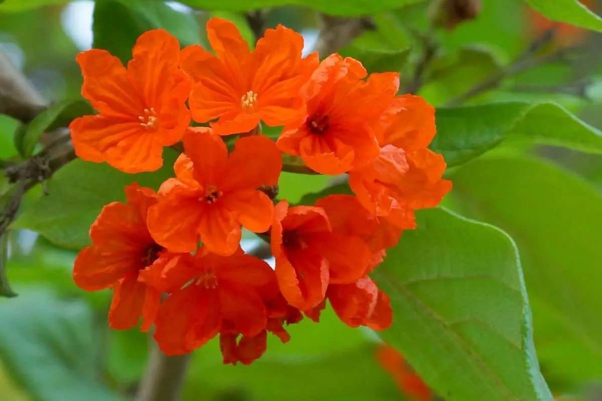 Cordia subcordata