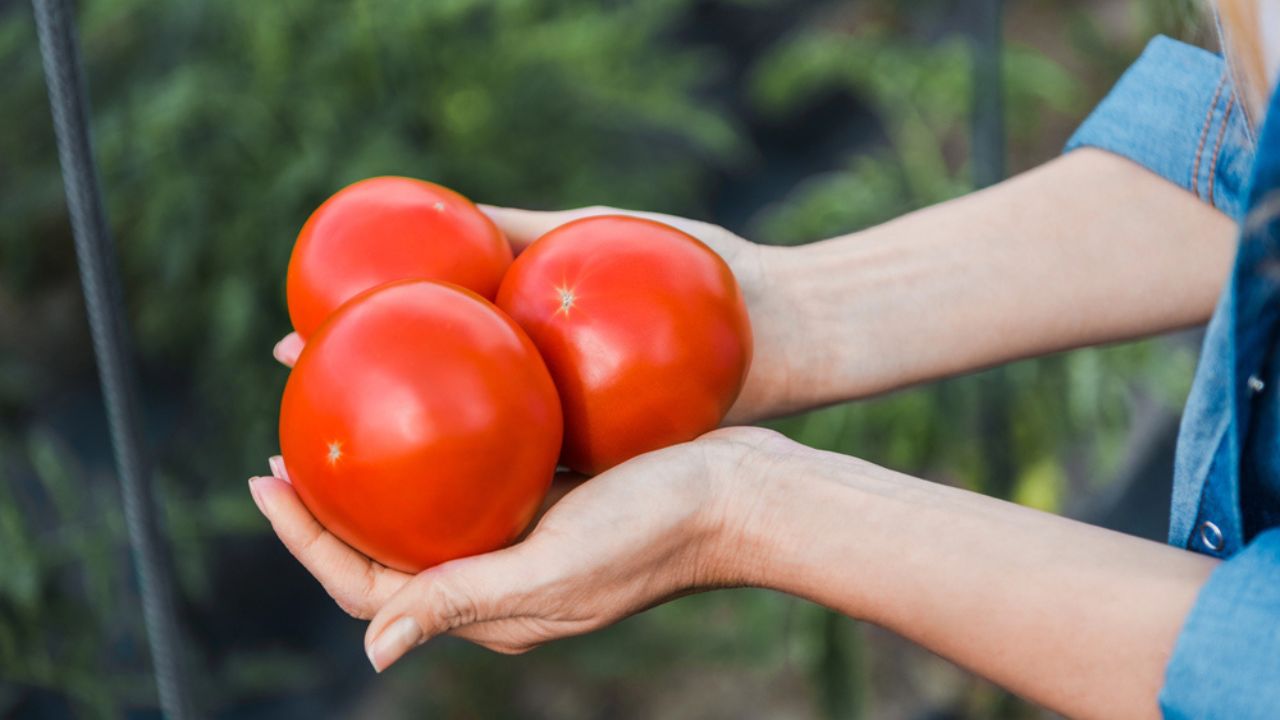 Cropped image of farmer holding ripe organic tomatoes in hands in field at farm