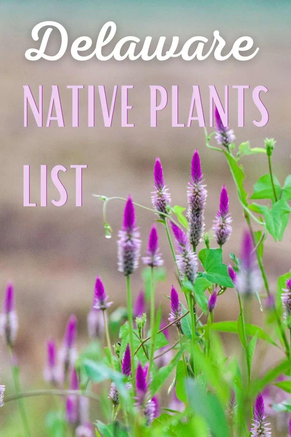 Delaware native plants list