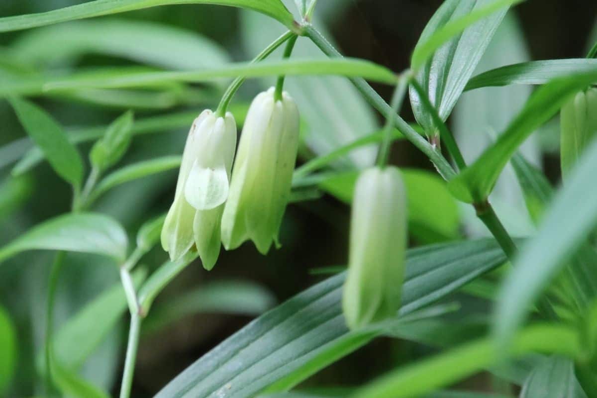 Disporum trachycarpum