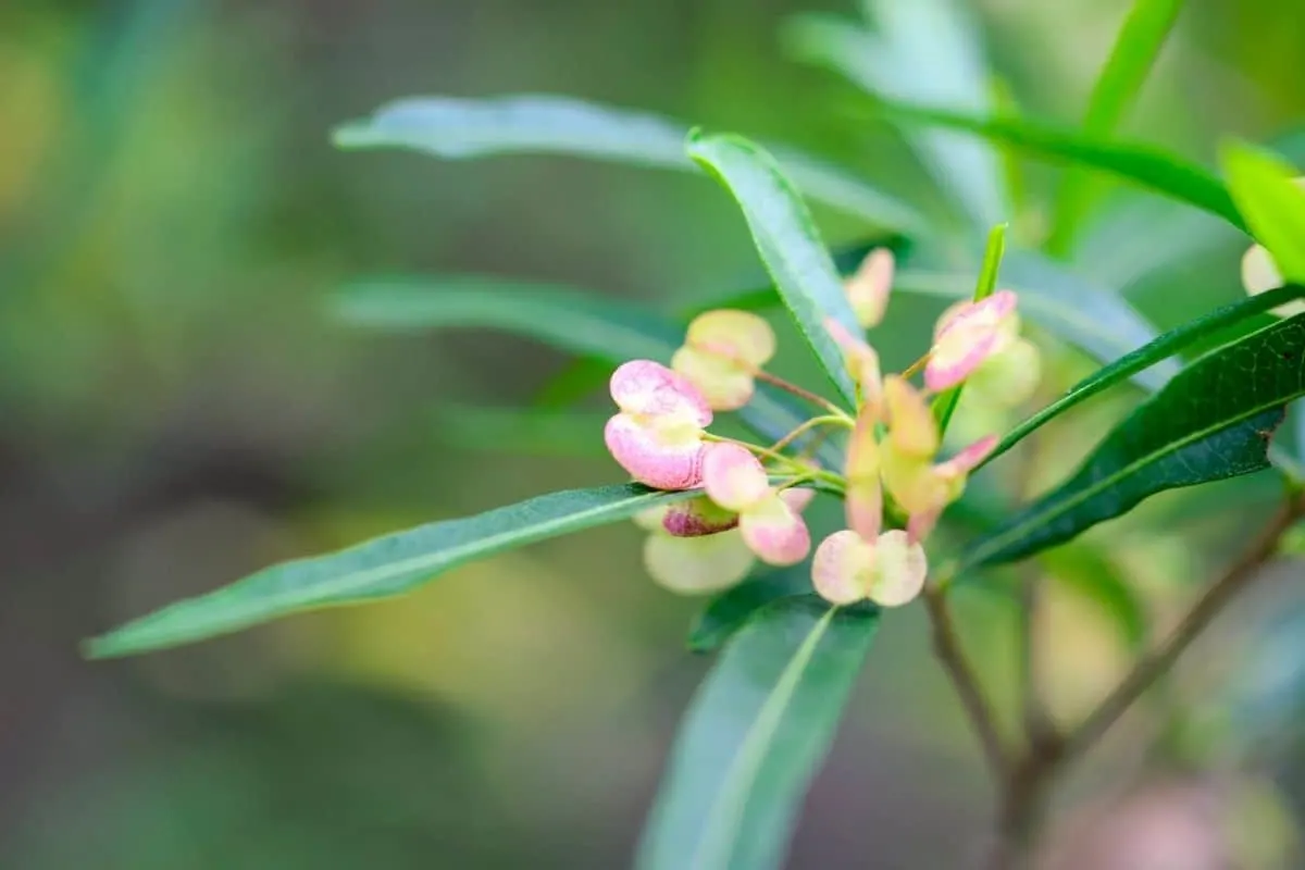 Dodonaea viscosa