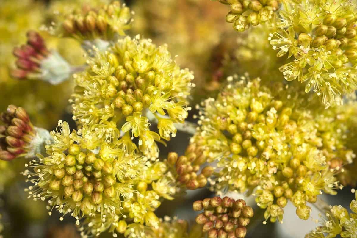 Eriogonum umbellatum