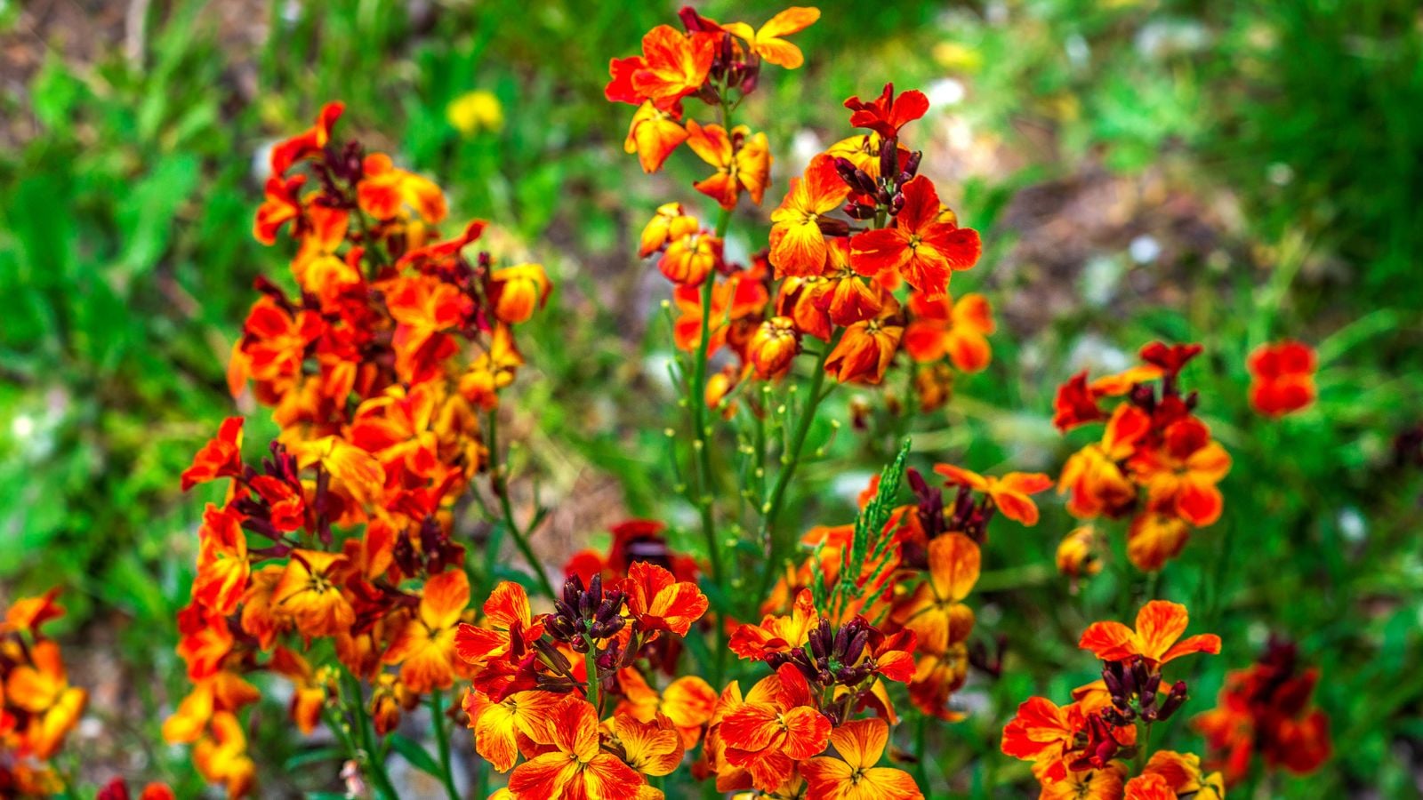 Erysimum (wallflower) flowers.