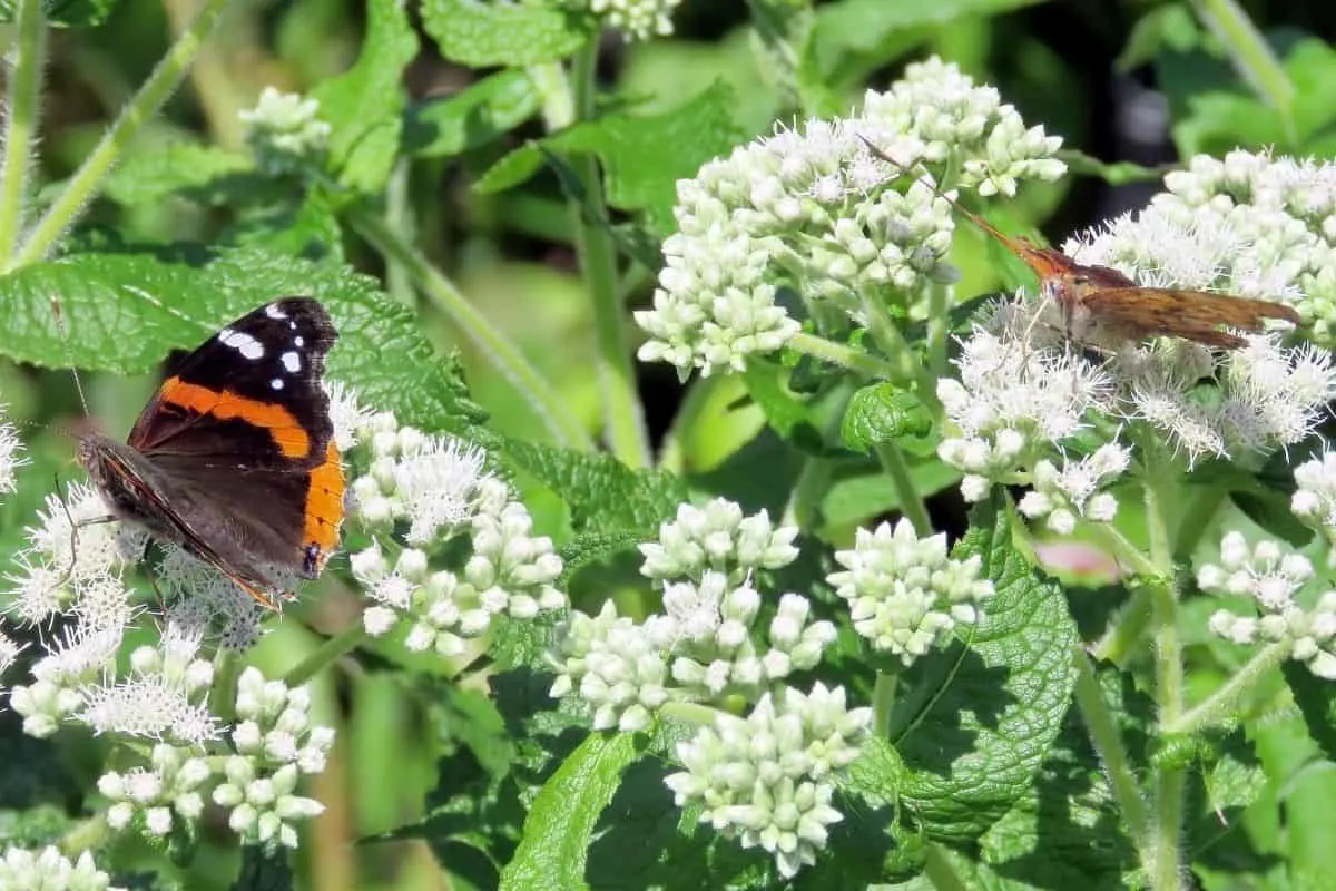 Eupatorium perfoliatum