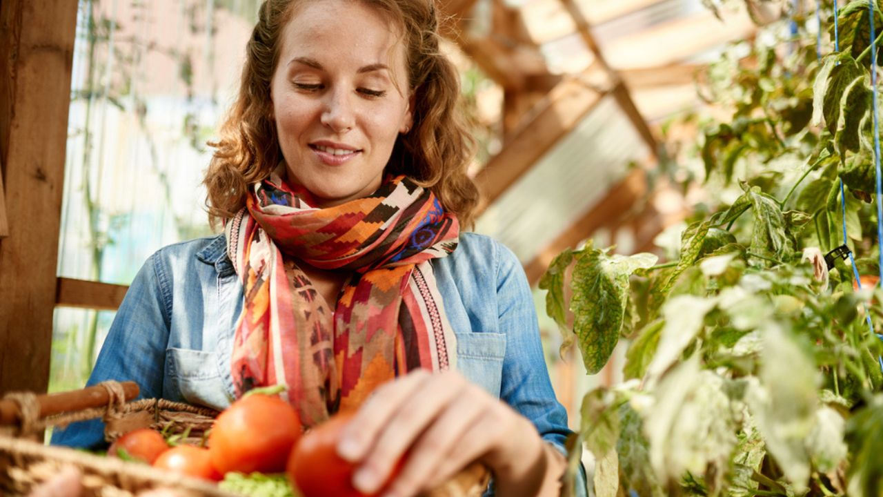 Friendly woman harvesting fresh tomatoes from the greenhouse garden putting ripe local produce in a basket