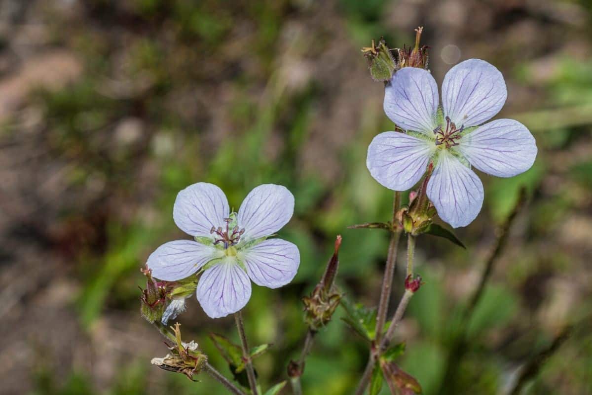 Geranium cuneatum