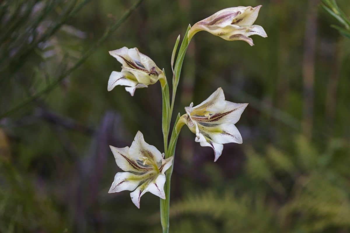 gladiolus tristis