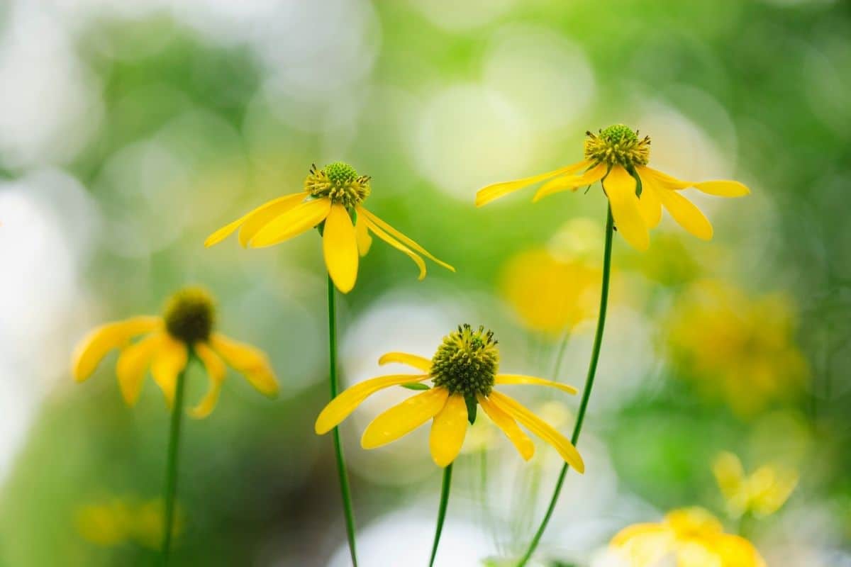 Green-headed coneflower