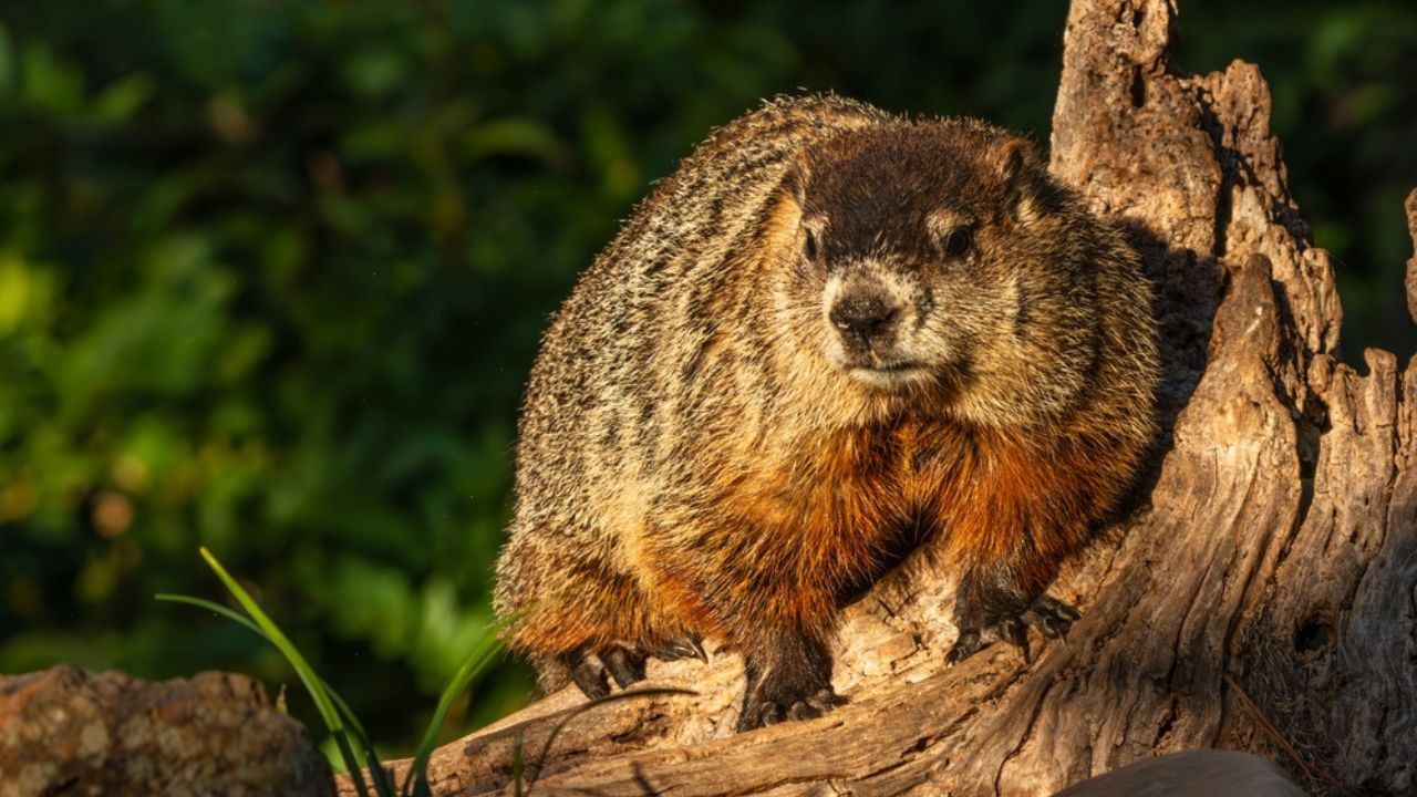 Groundhog sitting on a log