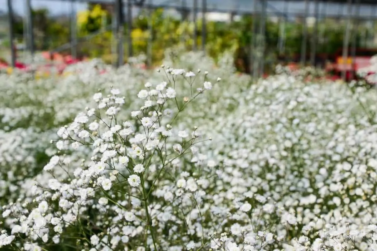 Gypsophila paniculata flowers