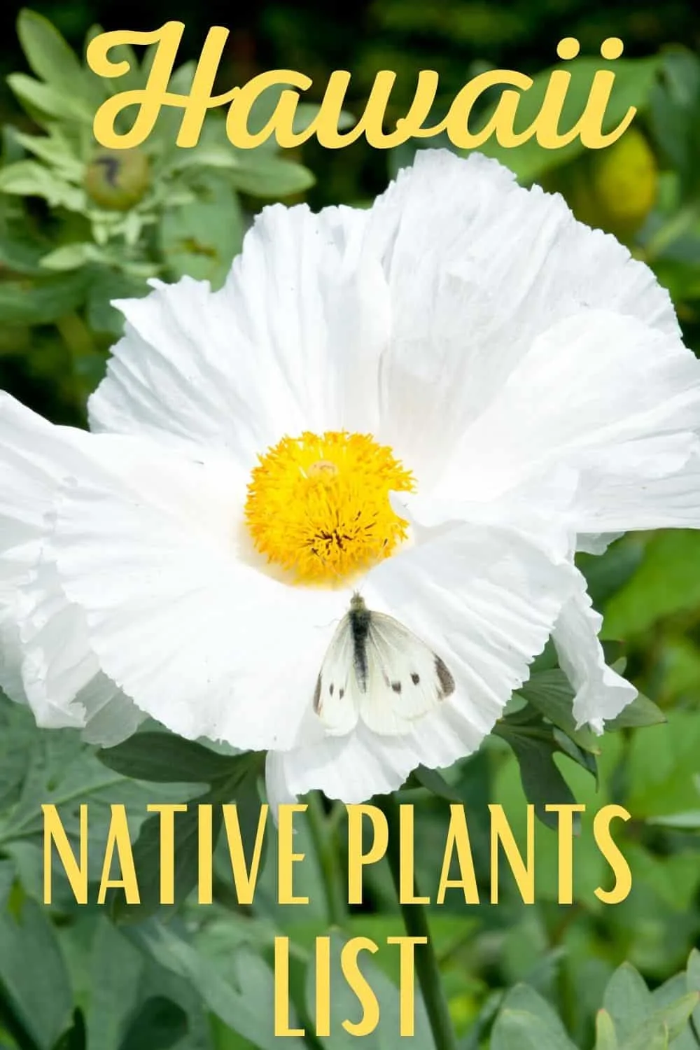 Hawaii native plants list