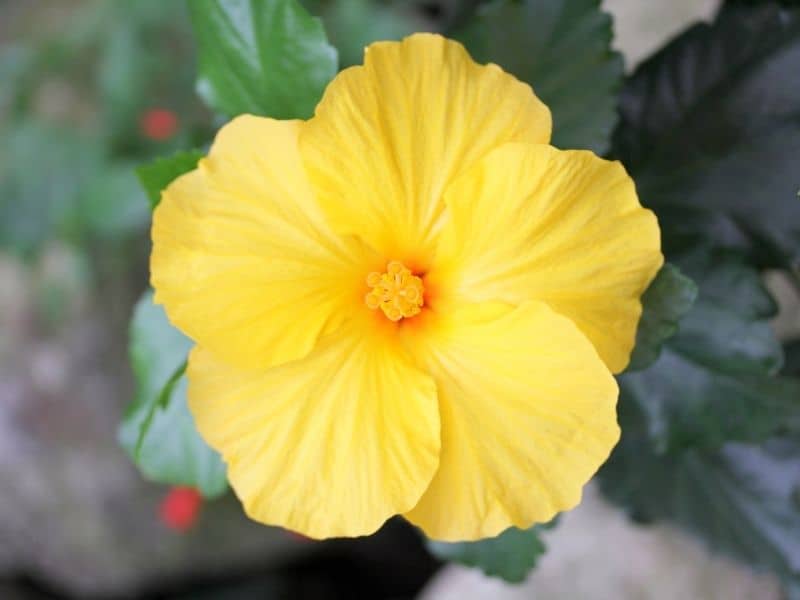 Hibiscus brackenridgei