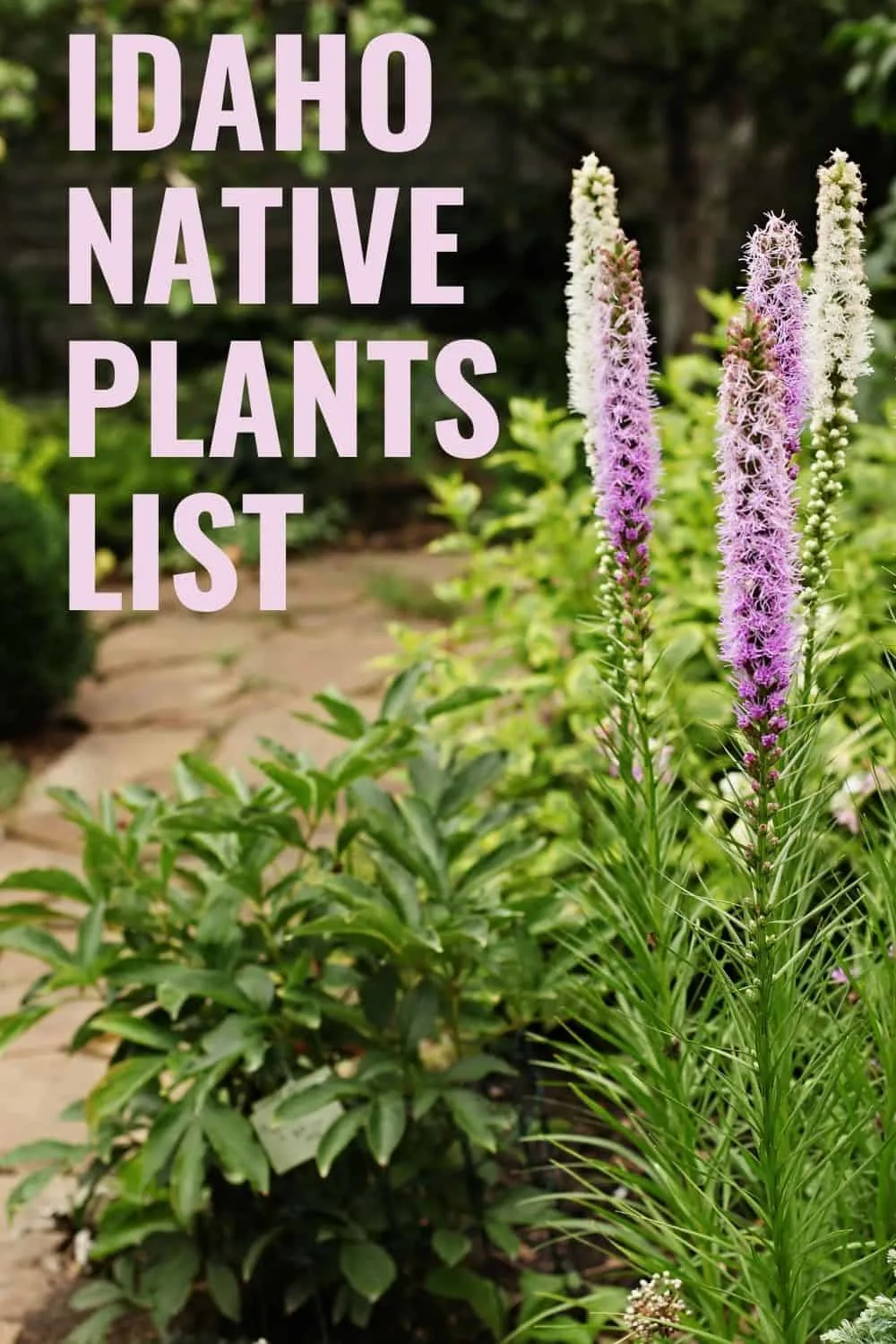 Idaho native plants list