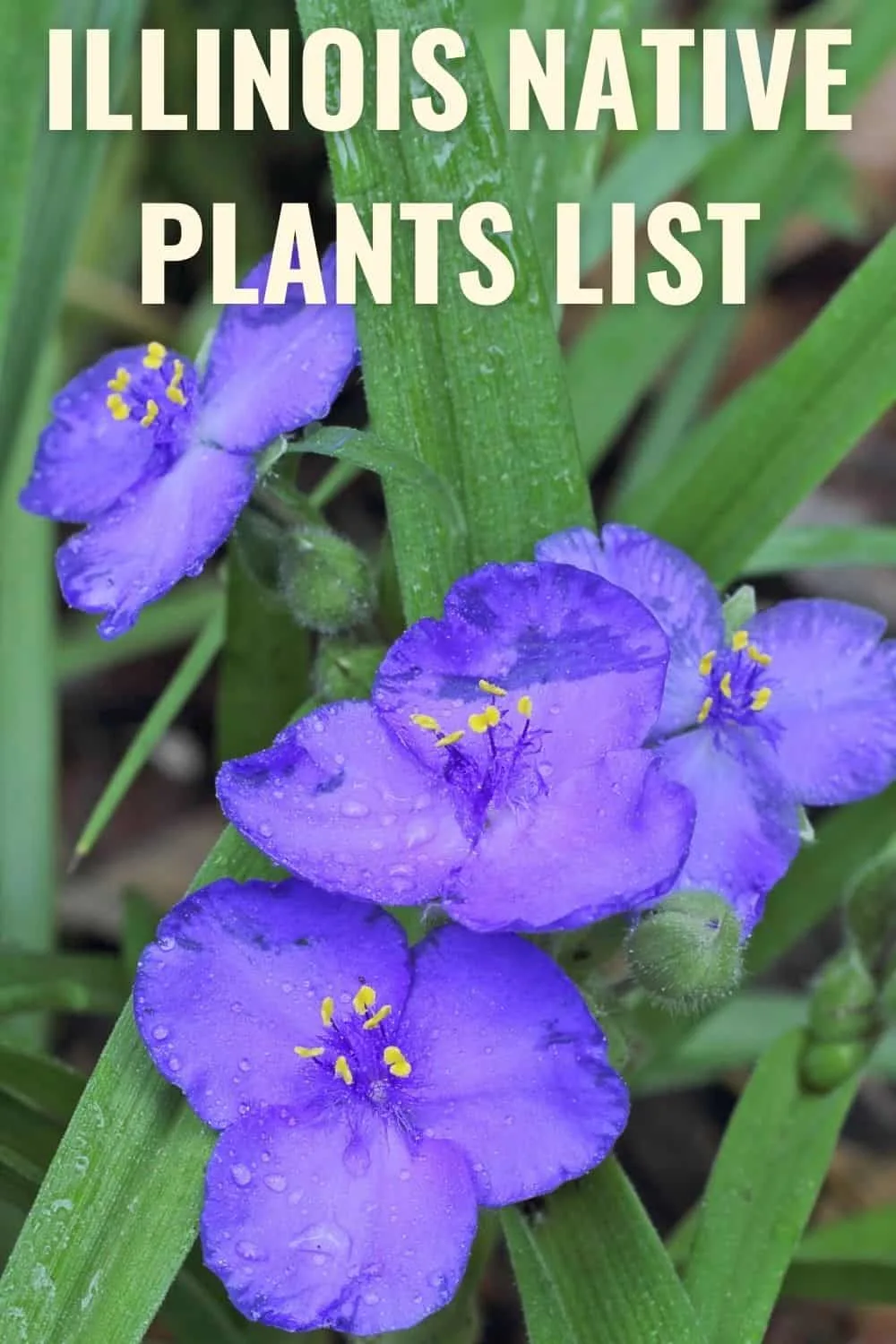 Illinois native plants list
