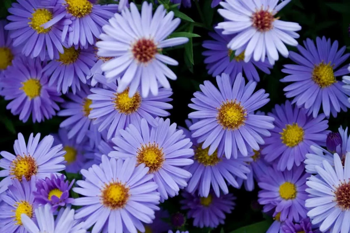 Kalimeris incisa flowers