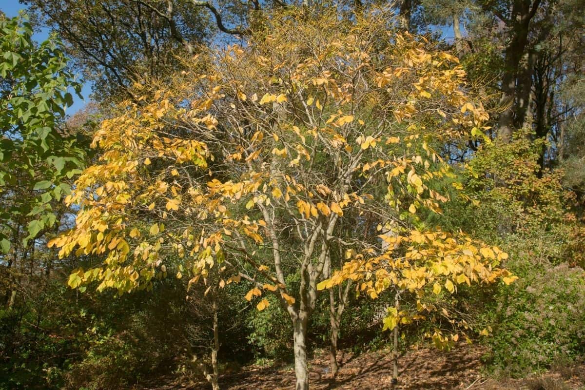 Kentucky yellowwood