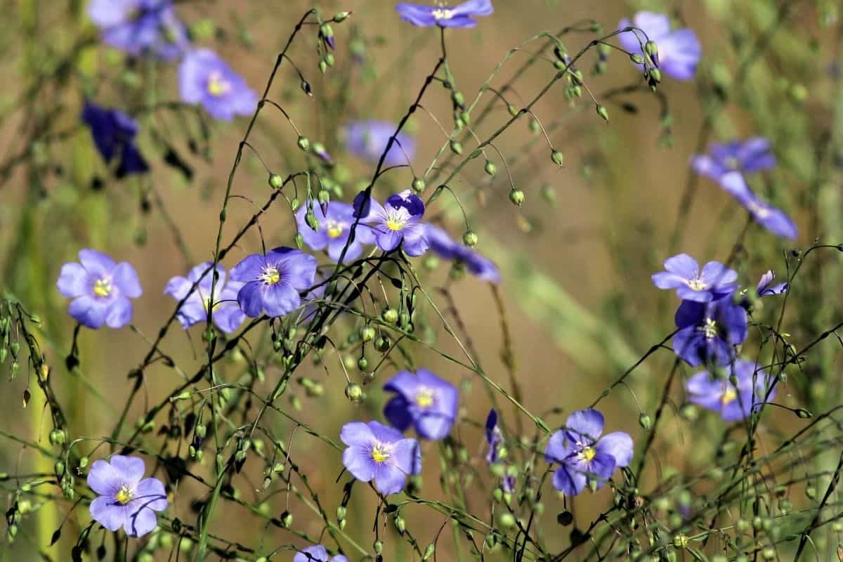 Linum lewisii