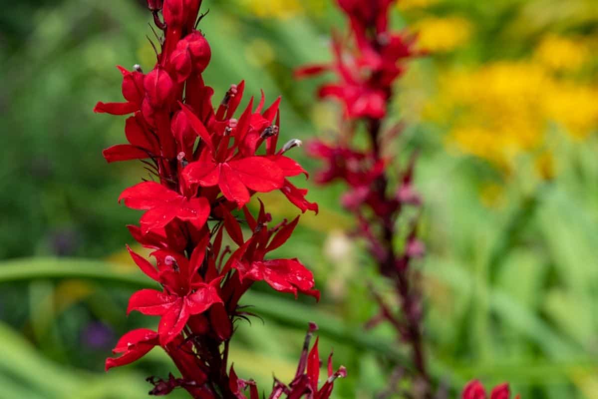 Lobelia cardinalis flowers