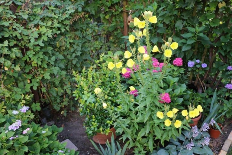 The 10 Best Night Blooming Flowers For A Moon Garden