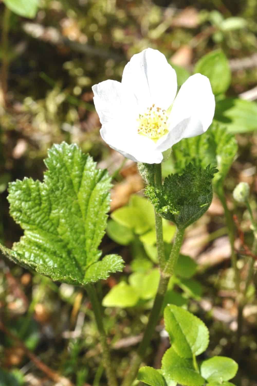 Oreobatus Rubus deliciosus