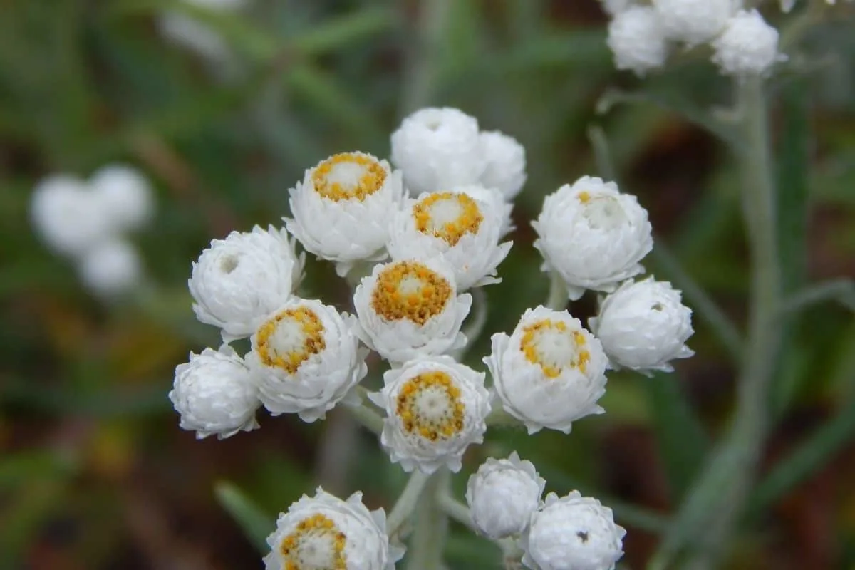 Pearly Everlasting flowers