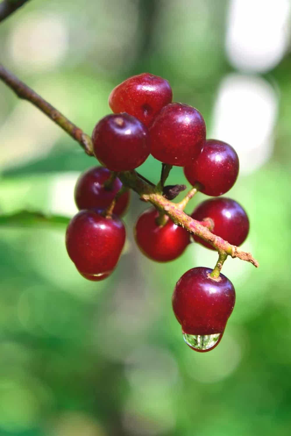 Prunus virginiana ssp fruit