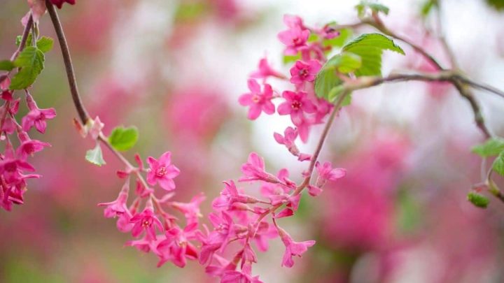 Idaho Native Plants List: 11 Amazing Plants from the Gem State