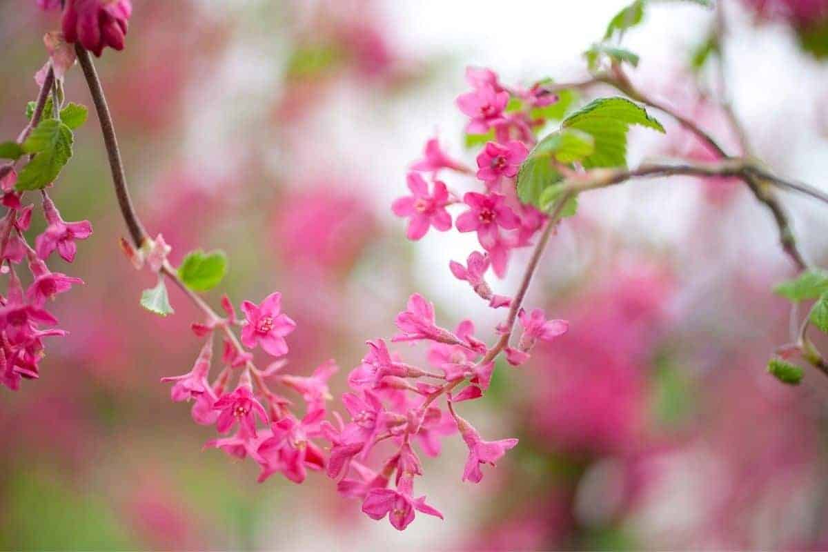 Red-flowering currant