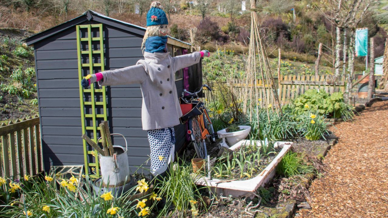 Scarecrow on allotment to scare away the birds