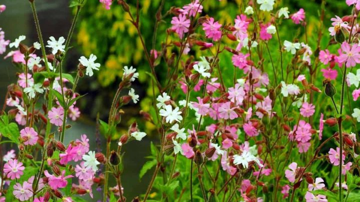 Connecticut Native Plants List: 14 Beautiful Flower Garden Choices
