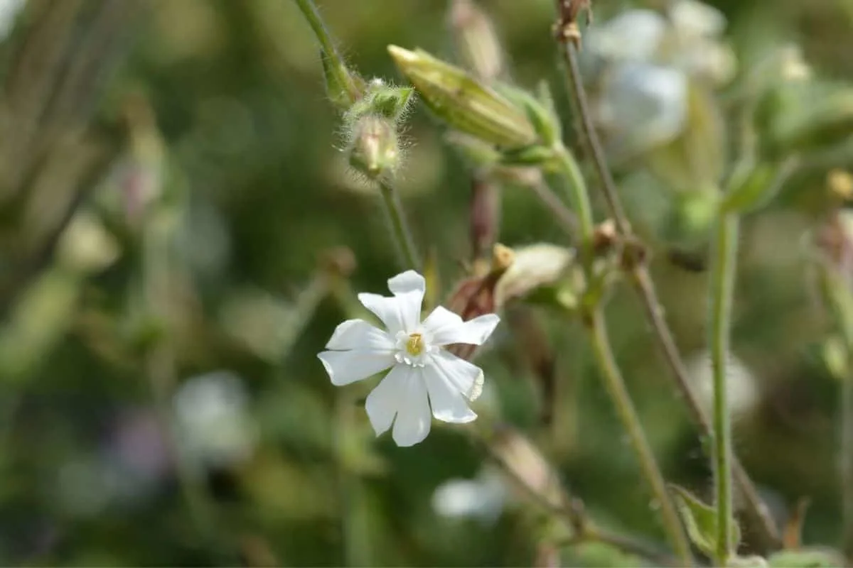 white starry campion flower