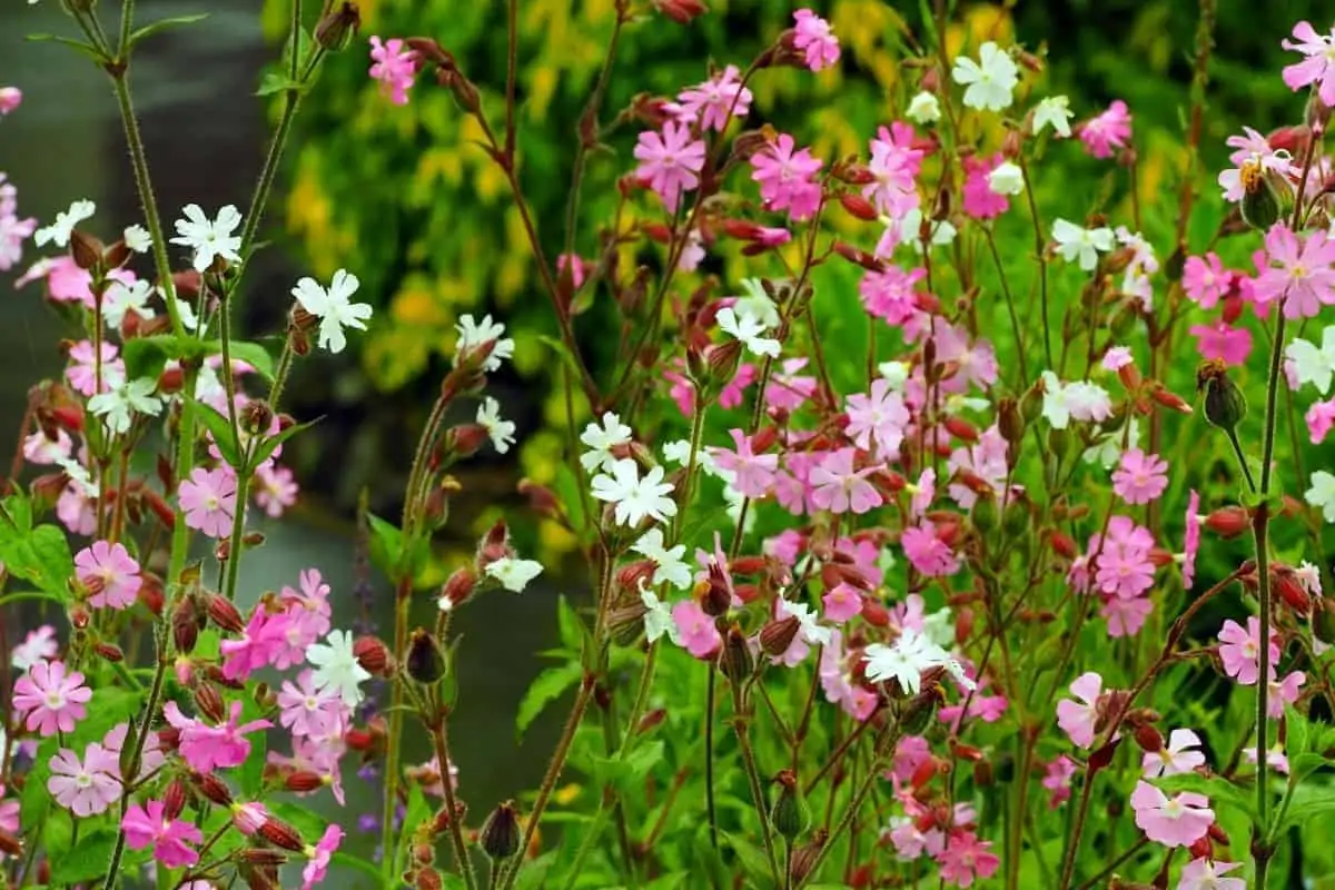 Starry Campion flowers
