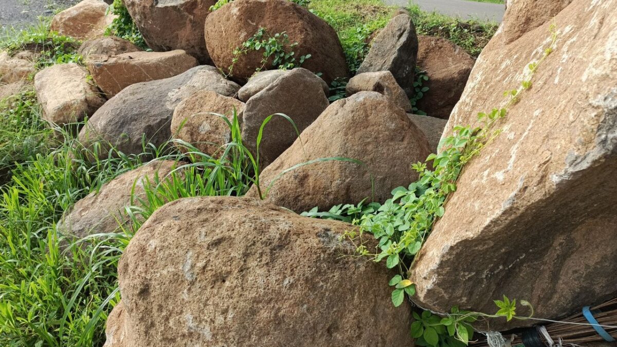 A cluster of smooth, gray-brown rocks sits nestled in green grass, with a vine of small, heart-shaped leaves weaving through them. A brick wall and road are faintly visible in the background