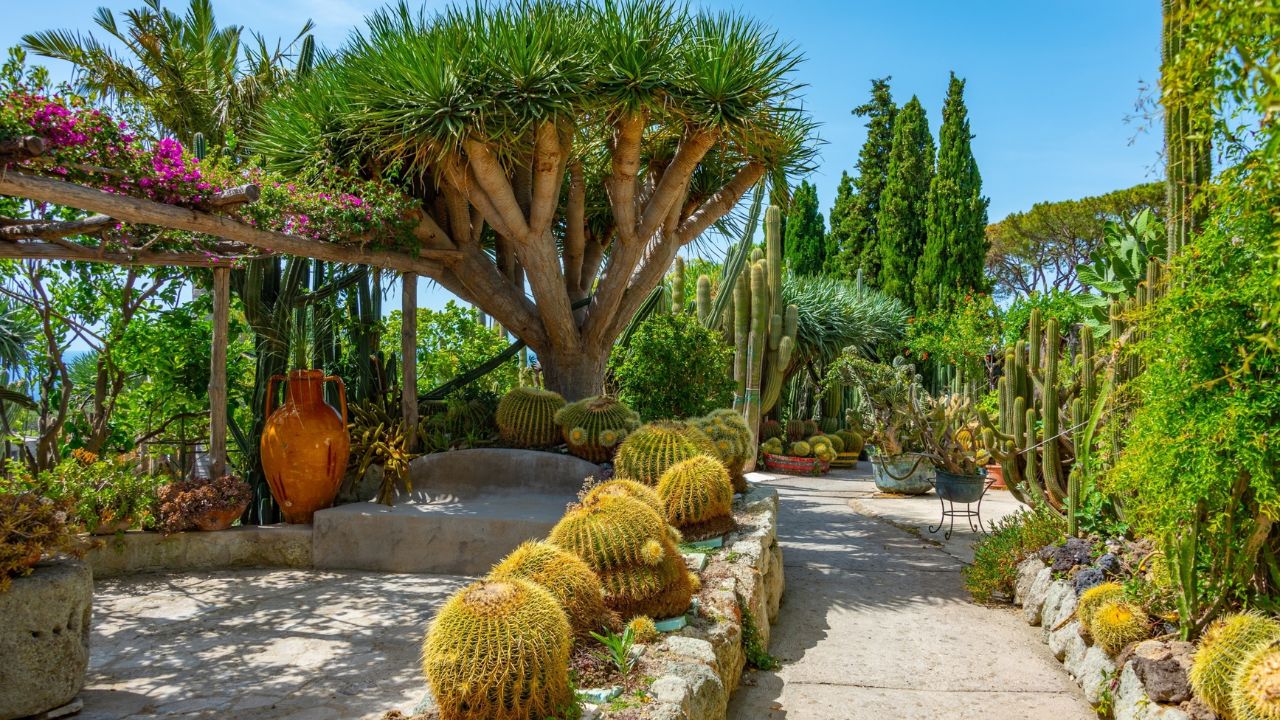 Succulents and cactuses at Giardini Ravino gardens at Forli, Ischia, Italy.