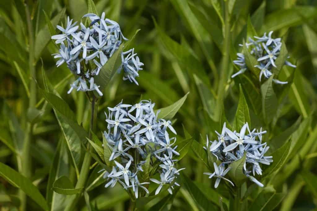 amsonia bluestar flowers