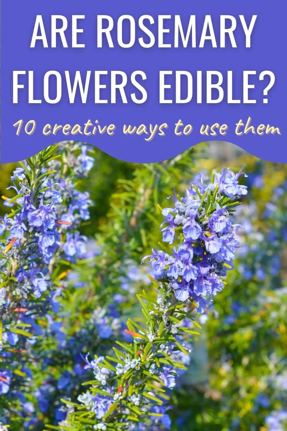 Are rosemary flowers edible? 10 creative ways to use them