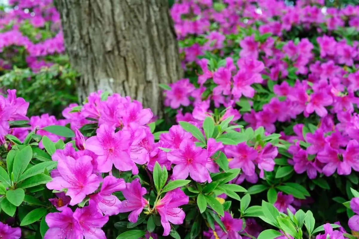 bright pink azaleas planted around a tree trunk