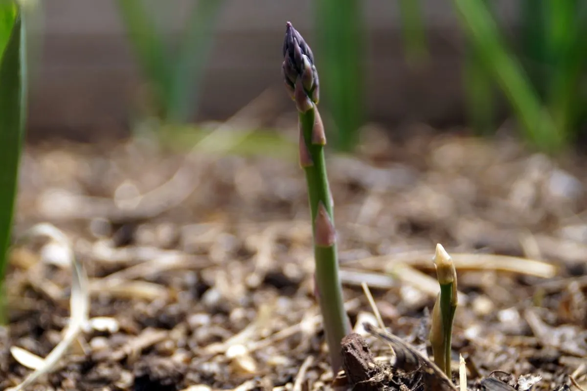 baby purple asparagus