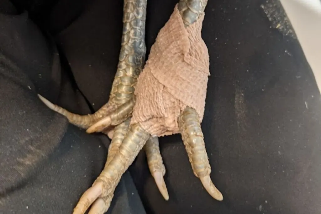 chicken foot bandaged after removing infection caused by bumblefoot