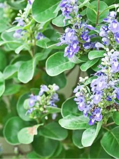 beach vitex