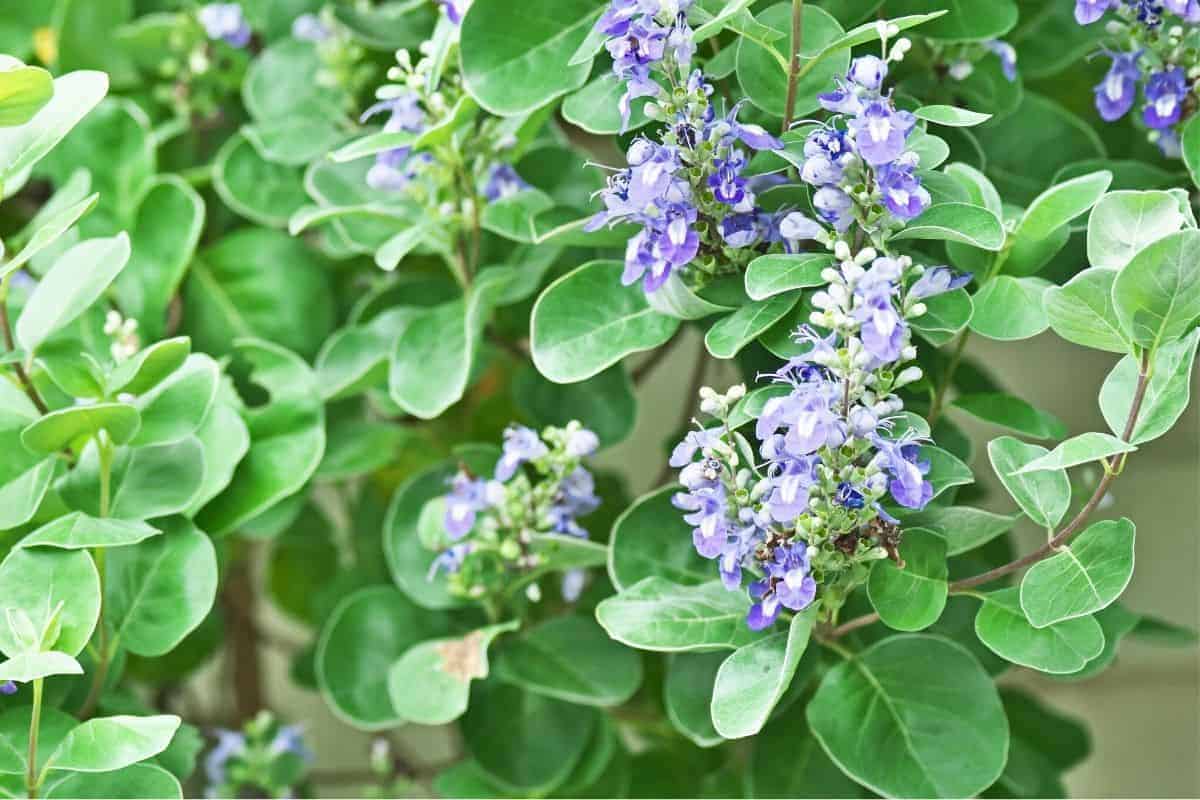 beach vitex