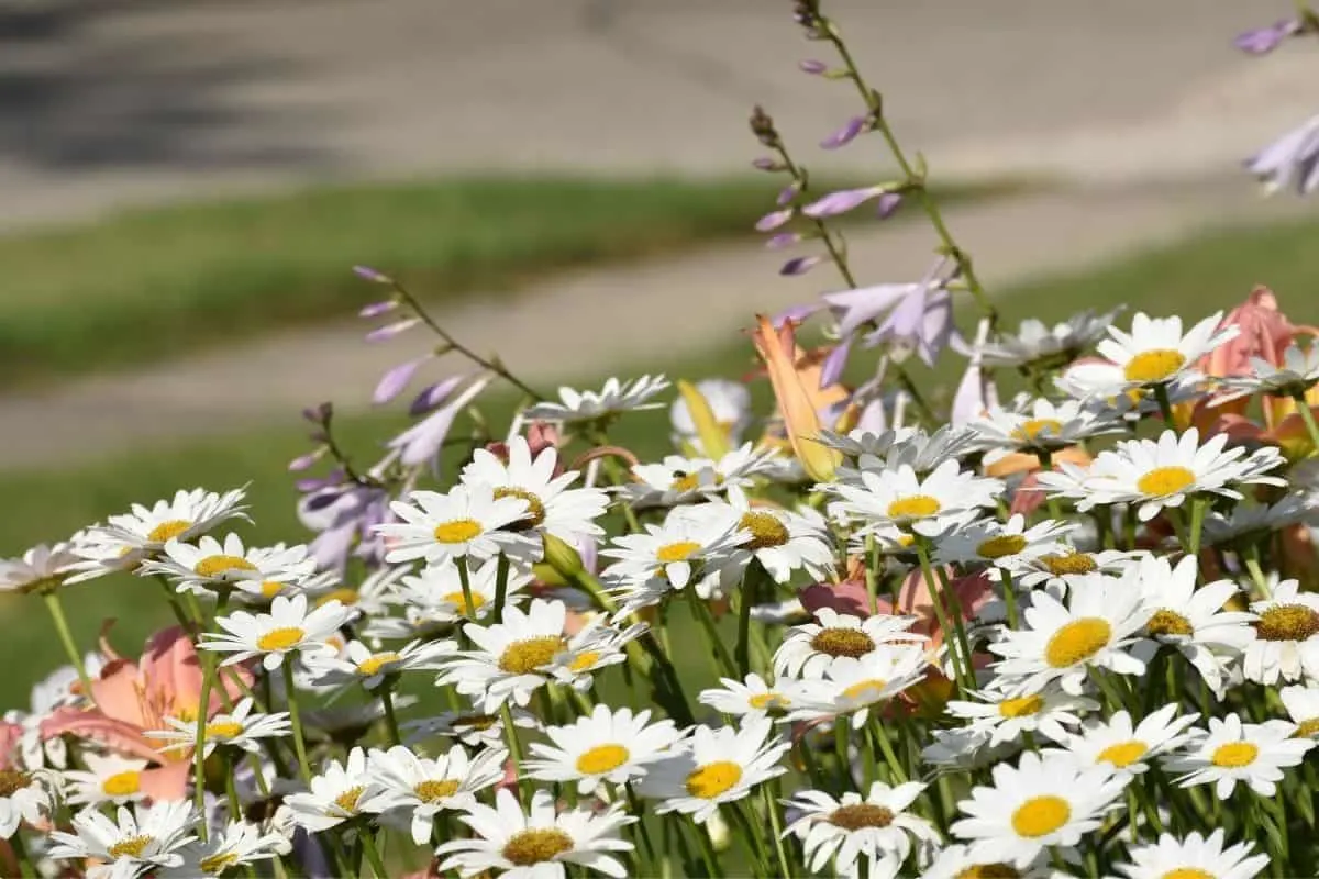a border filled with shasta daisies