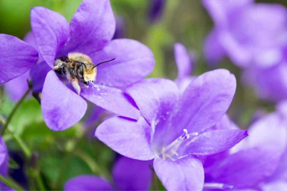 13 Lovely Perennial Flowers That Attract Bees